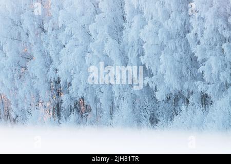 Splendida foresta mista ricoperta di ghiaccio in Estonia durante una fredda giornata invernale Foto Stock