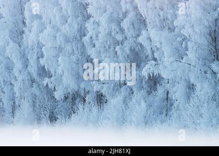 Splendida foresta mista ricoperta di ghiaccio in Estonia durante una fredda giornata invernale Foto Stock