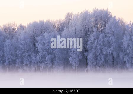 Splendida foresta mista ricoperta di ghiaccio in Estonia durante una fredda giornata invernale Foto Stock