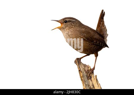 Canti di wren eurasiatico in legno con spazio per il testo. Foto Stock