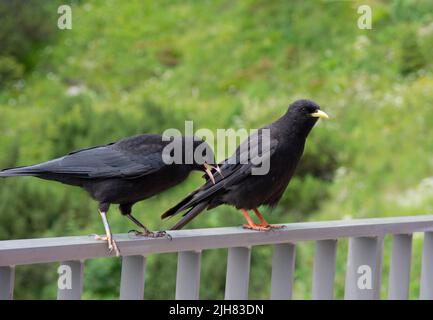 Tosse alpina, conosciuta anche come tosse gialla, giovanile con adulto, pirrhocorax graculus, Jenner montagna, Baviera, Alpi tedesche, Germania Foto Stock