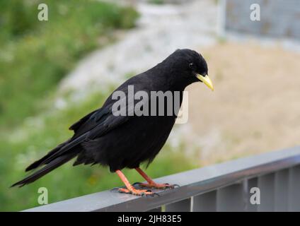 Tosse alpina, tosse gialla, gracolo di pirrhocorax, montagna di Jenner, Baviera, Alpi tedesche, Germania Foto Stock