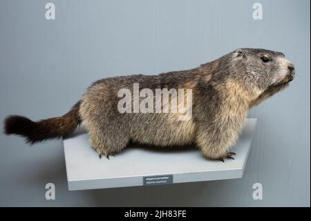 Marmotta alpina, Marmota marmota, museo di tassidermia, Centro Alpino Jennerbahn, Berchtesgaden, Baviera, Germania Foto Stock