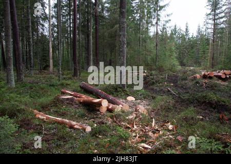 Tronchi di pino e abete rosso appena tagliati su un pavimento forestale in un bosco boreale estone, Nord Europa Foto Stock