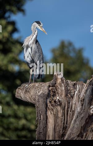 Luogo perfetto per Gray Heron per cercare cibo Foto Stock
