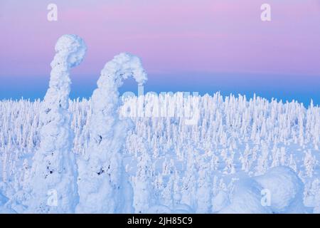 Gli alberi innevati di alga su una collina e il cielo rosato dietro di loro nel Parco Nazionale di Riisitunturi durante una serata Foto Stock