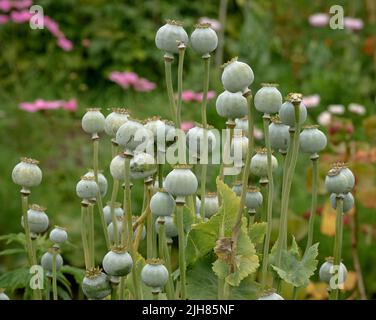 Teste di seme di papavero in un giardino di erbe inglese Regno Unito Foto Stock