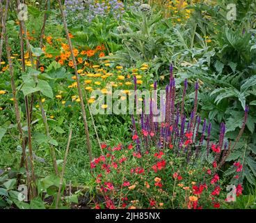 Angolo colorato di un giardino da cucina Somerset dove erbe vegetali e fiori coesistono per aumentare la biodiversità e incoraggiare impollinatori Foto Stock