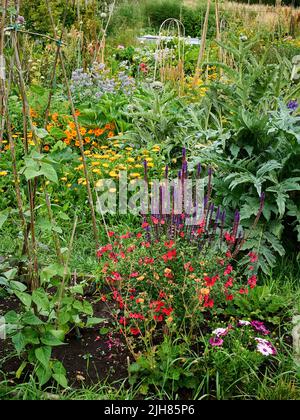 Angolo colorato di un giardino da cucina Somerset dove erbe vegetali e fiori coesistono per aumentare la biodiversità e incoraggiare impollinatori Foto Stock