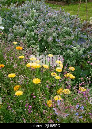 Angolo colorato di un giardino da cucina Somerset dove erbe vegetali e fiori coesistono per aumentare la biodiversità e incoraggiare impollinatori Foto Stock