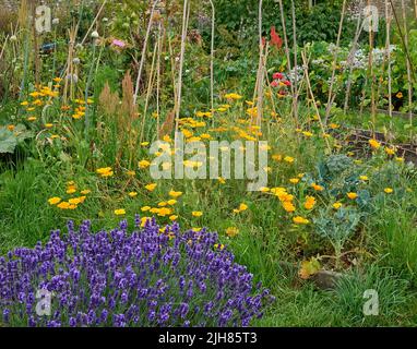 Angolo colorato di un giardino da cucina Somerset dove erbe vegetali e fiori coesistono per aumentare la biodiversità e incoraggiare impollinatori Foto Stock