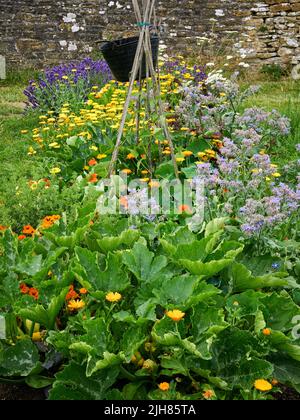 Angolo colorato di un giardino da cucina Somerset dove erbe vegetali e fiori coesistono per aumentare la biodiversità e incoraggiare impollinatori Foto Stock