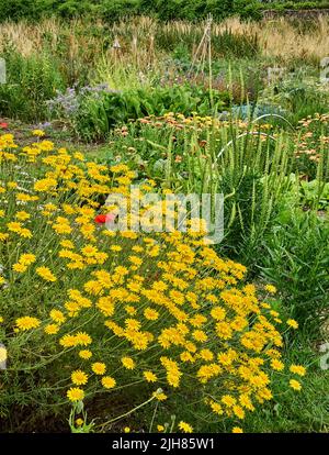 Angolo colorato di un giardino da cucina Somerset dove erbe vegetali e fiori coesistono per aumentare la biodiversità e incoraggiare impollinatori Foto Stock