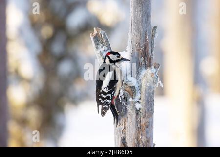 Grande picchio macchiato, Dendrocopos Major su un vecchio tronco di conifere nella foresta di taiga finlandese vicino Kuusamo Foto Stock