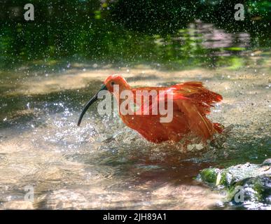 Red Scarlet Ibis (Eudocimus ruber) bagni in acqua Foto Stock