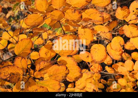 Foglie d'autunno gialle in autunno pittoresco. Alberi in città. Giorno di sole, tempo caldo. Foto Stock