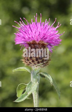 Fiordaliso comune - Centaurea nigra Foto Stock