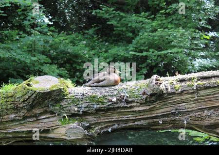 Un primo piano di un'anatra di mallardo femminile seduta su un tronco di albero coperto di muschio Foto Stock