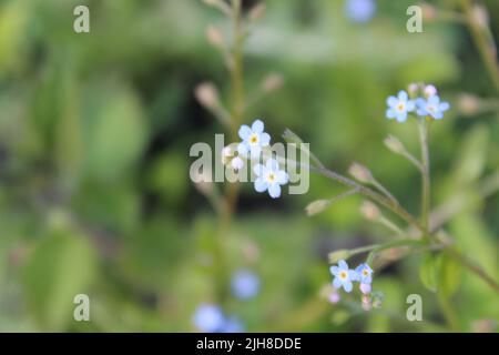 Un bel non dimenticarmi, piccoli fiori blu con centri gialli Foto Stock