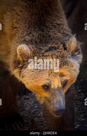 Un primo piano di adorabile orso Grizzly a piedi nella sua recinzione nello zoo Foto Stock