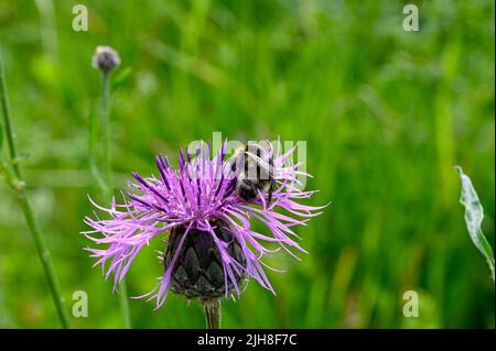 bumblebee sul cardo viola in natura svedese Foto Stock
