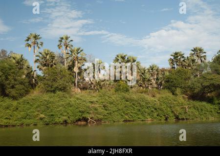 Fiume Gambia nel Parco Nazionale Niokolo Koba. Tambacounda. Senegal. Foto Stock