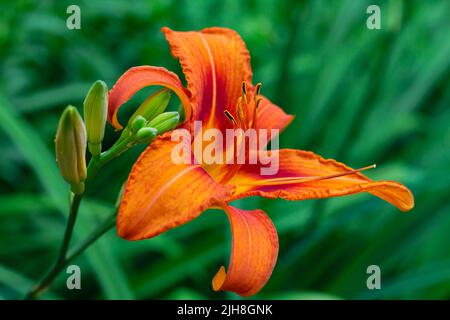 Fiore di giglio arancione brillante su sfondo sfocato verde con spazio di copia, messa a fuoco selettiva. Bellissimo fiore in fiore primo piano scatto nel parco soleggiato giardino Foto Stock