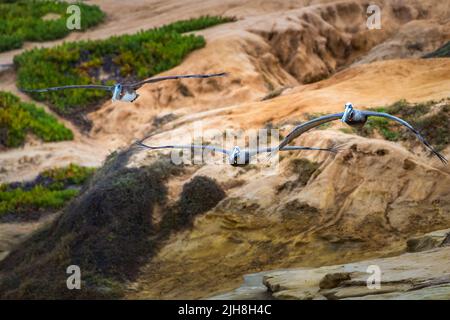 Tre pellicani bruni che si innalzano sulle scogliere vicino alla baia la jolla a San Diego, California Foto Stock