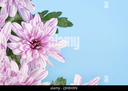 Fiore di crisantemo sul lato di sfondo blu con spazio di copia Foto Stock