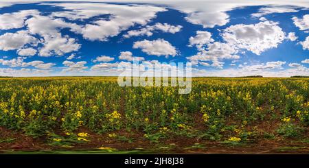 Visualizzazione panoramica a 360 gradi di 360 x 180 senza giunture grado panorama sferico completo del giorno d'estate blossomong giallo colza di semi di rapa campo in proiezione eqiregular