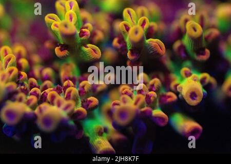 Un primo piano di piccoli coralli di pietra di acropora polyp Foto Stock