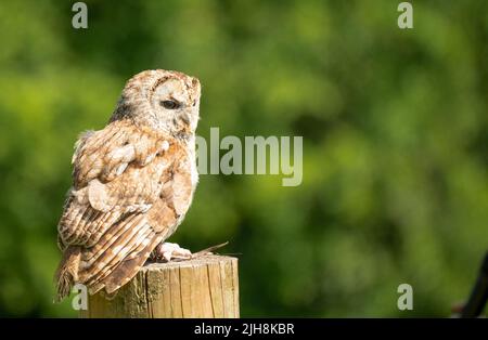 Un gufo di Tawny (Strix aluco) in dimostrazione presso un centro di rapa Foto Stock