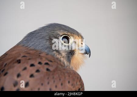 un falco peregrino che riposa dopo un volo dimostrativo Foto Stock