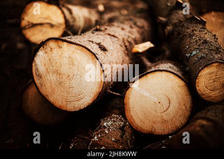 Grandi tronchi sgranati di pini freschi si trovano accatastati nella foresta. Legname e industria. Abbattimento e raccolta di legno in aree rurali. Foto Stock