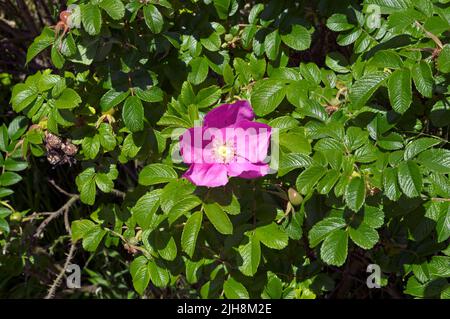 Rosa cane - Rosa canina. Estate 2022. Giugno Foto Stock