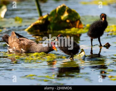 Un primo piano di un comune moorhen con i suoi pulcini in palude coperto di muschio Foto Stock