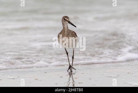 Simpatico uccello willet in piedi sulla riva del mare Foto Stock