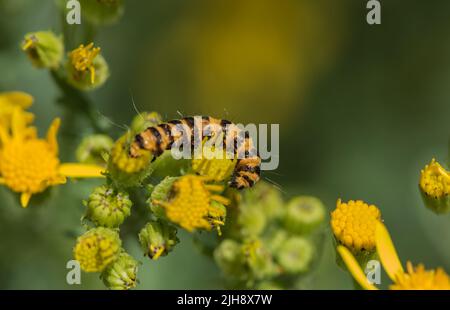 Alimentazione Cinnabar (Tyria jacobaeae) caterpillar Foto Stock