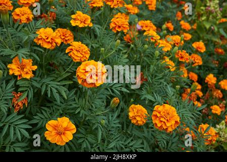 Tagetes fiori colorati Foto Stock