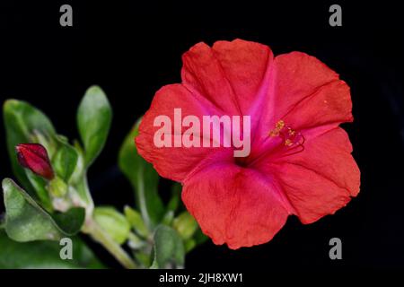 Rosso Mirabilis Jalapa fiore, anche noto come Marvel del Perù o quattro o'Clock fiore con foglie verde blurry isolato su sfondo nero. Foto Stock