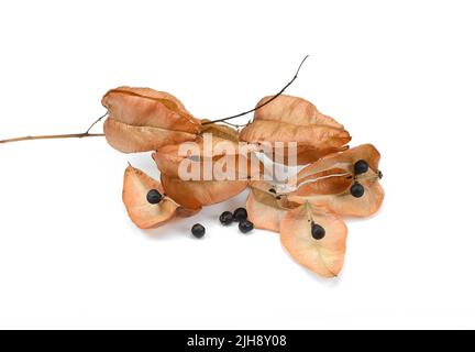 Golden pioggia albero frutta, orgoglio dell'India, albero cinese e vernice albero, Koeldeuteria, (Koeldeuteria paniculata) isolato ob bianco sfondo Foto Stock