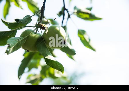 Albero di mele con frutti di mela giovani. Le mele non mature crescono su un ramo di melo. Apple su un albero al sole, primo piano. Foto Stock
