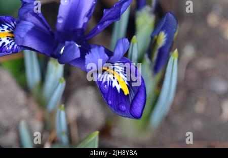 Iris unguicularis pianta da fiore rizomatosa del genere Iris. Iris 'Catcher occhio' reticolata in fiore. Foto Stock