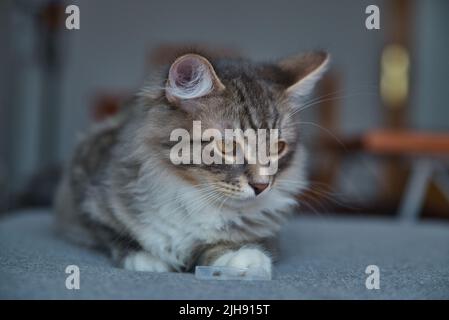 Gatto Siberiano con capelli lunghi e grandi occhi grigi. Giornata pigra a casa con gli animali domestici. Gatto ipoallergenico. Immagine di sfondo. Foto Stock