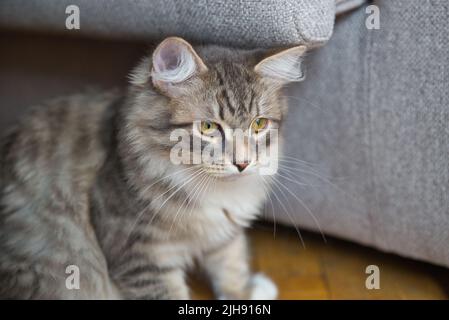 Gatto Siberiano con capelli lunghi e grandi occhi grigi. Giornata pigra a casa con gli animali domestici. Gatto ipoallergenico. Immagine di sfondo. Foto Stock