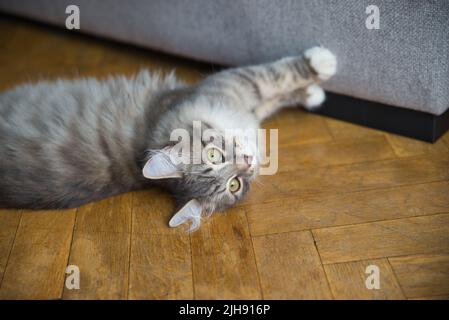 Gatto Siberiano con capelli lunghi e grandi occhi grigi. Giornata pigra a casa con gli animali domestici. Gatto ipoallergenico. Immagine di sfondo. Foto Stock