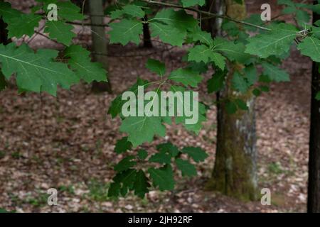 Quercia rossa settentrionale (Quercus rubra) foglie verdi primaverili Foto Stock