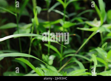 Vista laterale di una damselfy marsh-tailed, la damselfy è seduta sulla punta di una foglia di erba selvaggia Foto Stock