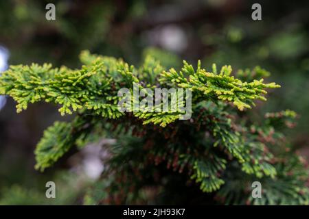 Cipresso giapponese Hinoki (Chamaecyparis ottusa) foglie sempreverdi in scala Foto Stock