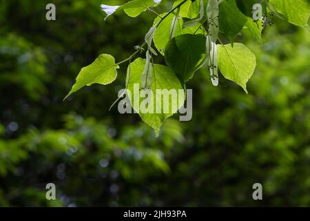 Tiglio piccolo-lievitato (Tilia cordata) verde primavera fogliame e drupi immaturi Foto Stock